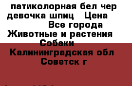 патиколорная бел/чер девочка шпиц › Цена ­ 15 000 - Все города Животные и растения » Собаки   . Калининградская обл.,Советск г.